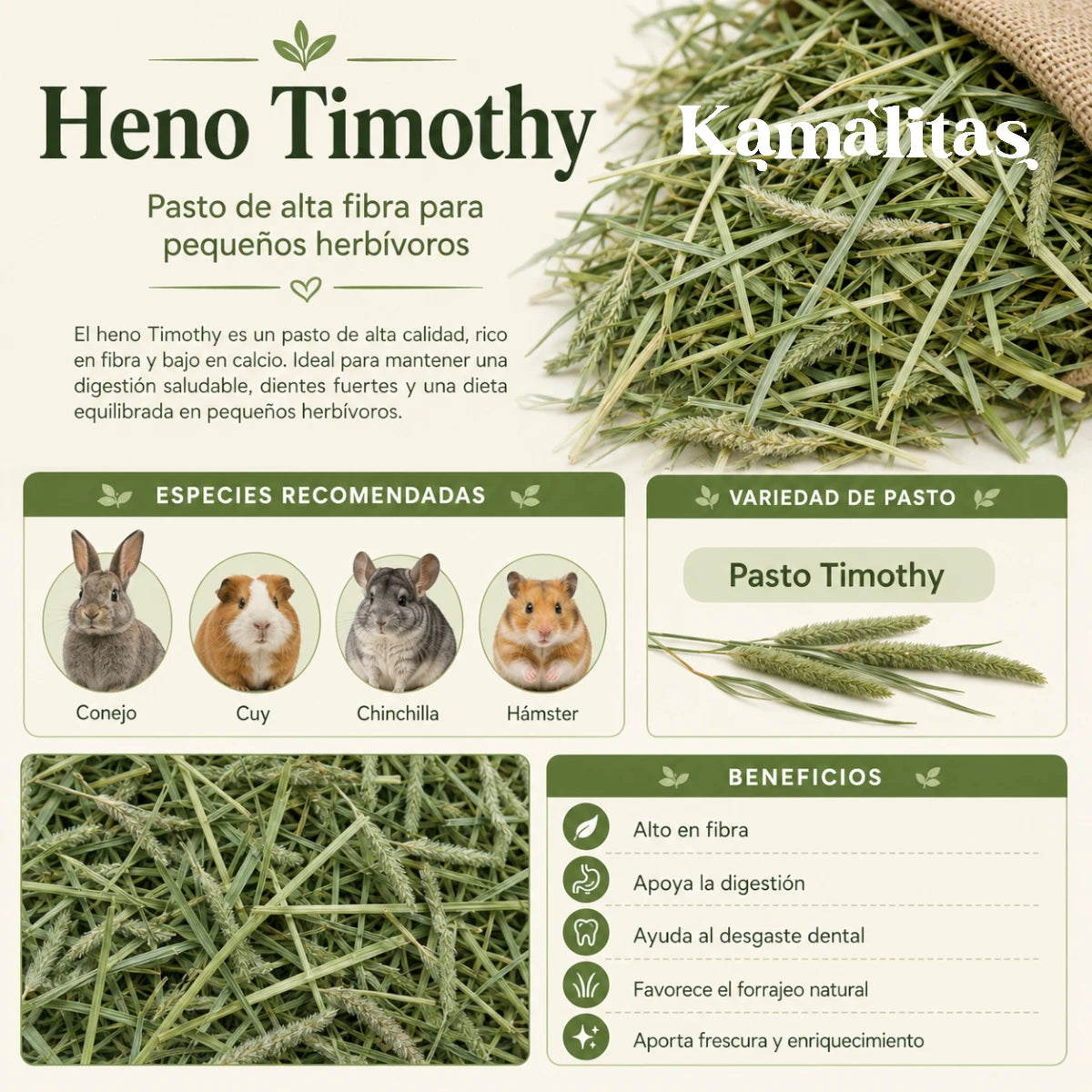 Infografía de heno Timothy que muestra los beneficios digestivos, el apoyo al desgaste dental y las especies recomendadas: conejos, cuyos, chinchillas y hámsters.
