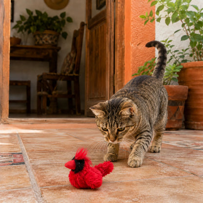 Gato jugando a cazar un peluche rojo en forma de cardenal con catnip dentro 