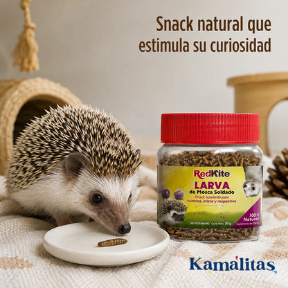 Erizo explorando una larva seca de mosca soldado RedKite como snack natural