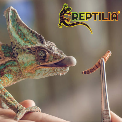 Camaleón comiendo una larva de mosca soldado con pinzas, snack natural para reptiles de la marca Reptilia