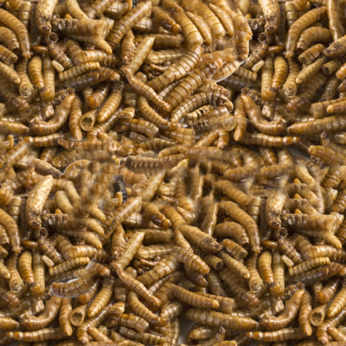 Larvas de mosca soldado secas en vista cercana, alimento natural rico en proteínas para reptiles