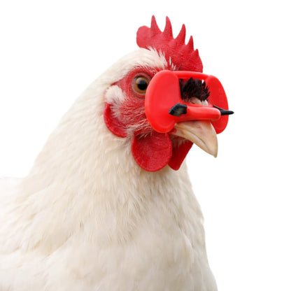Primer plano de una gallina blanca usando los Lentes Antipicoteo con Gancho. La gafa roja está ajustada al pico de la gallina para prevenir el picoteo sin interferir con su alimentación, en Kamalitas.
