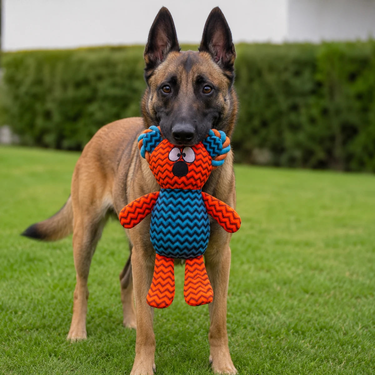 Perro de raza Pastor Belga Malinois sujetando con fuerza el juguete Maze Chummy Koala de Sharpaw , demostrando la resistencia y durabilidad del peluche, en Kamalitas.