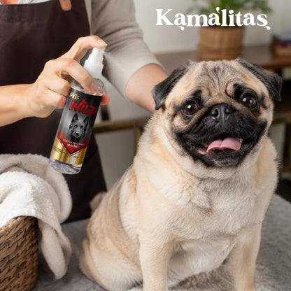 Manos rociando el atomizador de la fragancia Wild de Fancy Pets sobre un perro Pug, demostrando su aplicación directa y segura para el cuidado diario del pelaje, en Kamalitas.