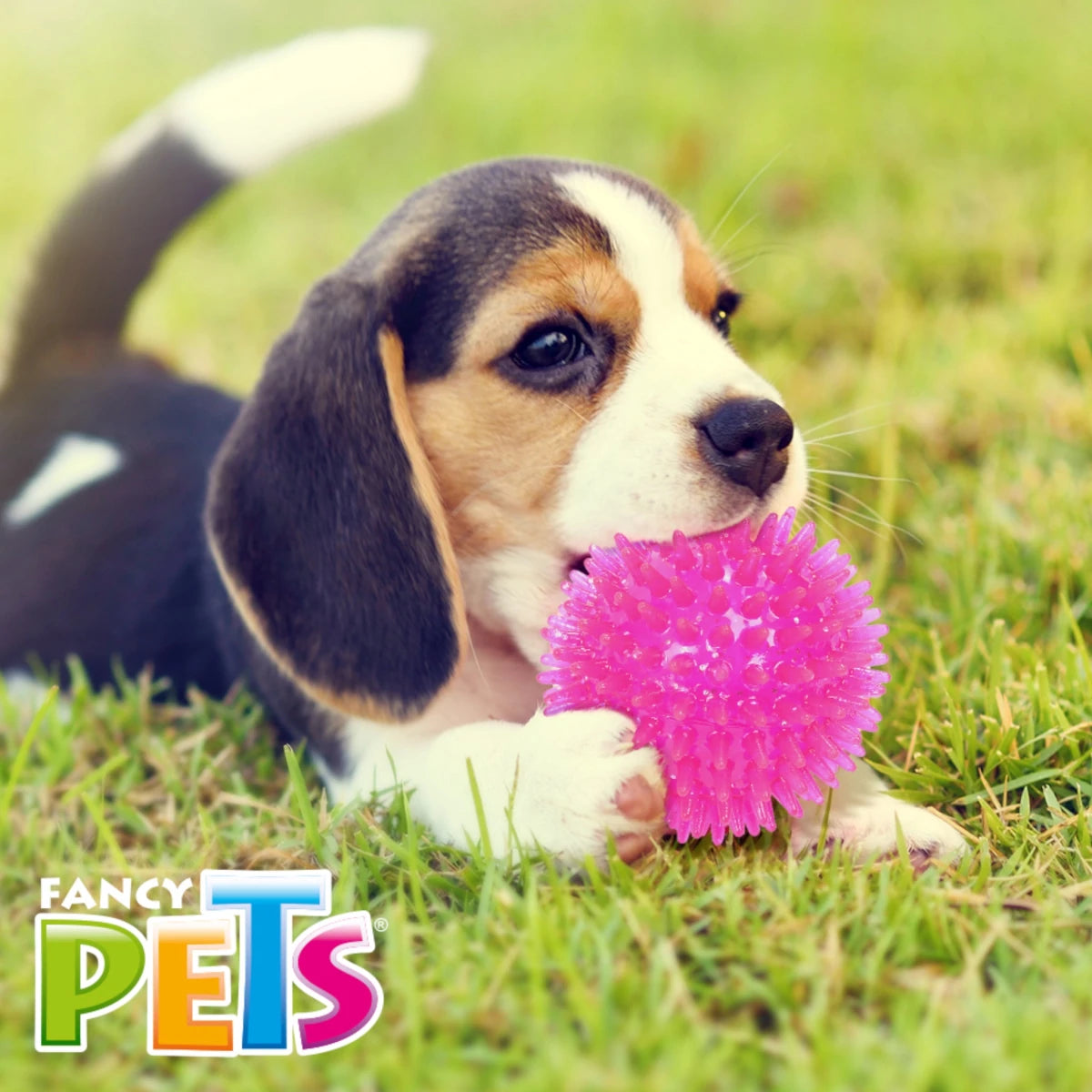 Beagle cachorro jugando con la pelota con glitter, mordida suave que no lastima la dentadura de tus bebes