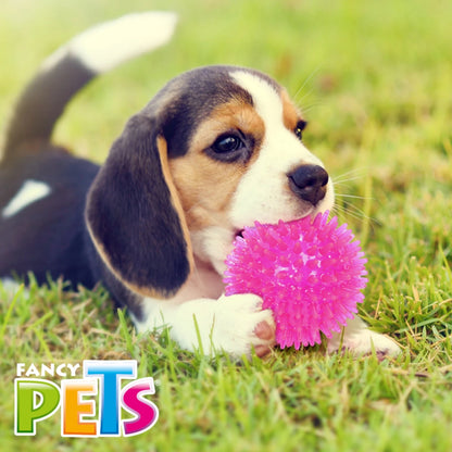 Beagle cachorro jugando con la pelota con glitter, mordida suave que no lastima la dentadura de tus bebes