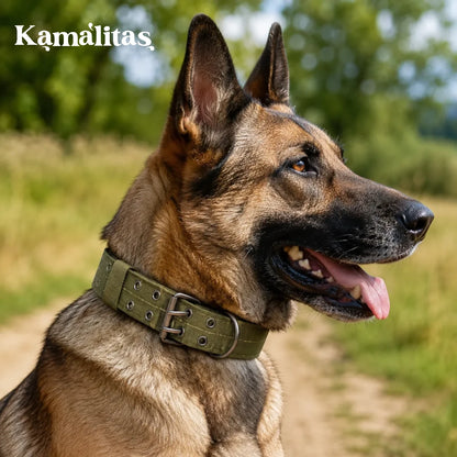 Perro usando collar reforzado verde oliva en exterior, con forro interior acolchado y anillo en D para sujetar la correa fácilmente.