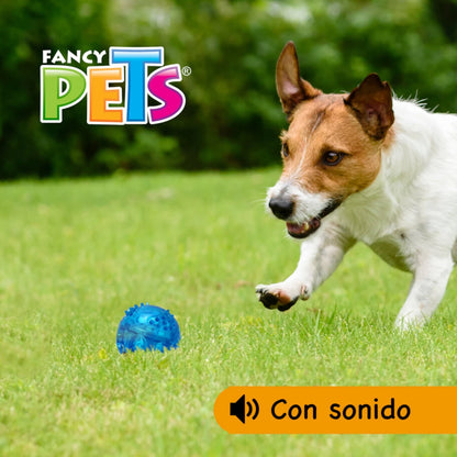 Perro tipo Jack Russell corriendo en el césped tras la pelota azul con sonido para fomentar la actividad física y el ejercicio.