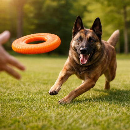 Perro pastor alemán corriendo feliz en el pasto tras un frisbee de goma naranja lanzado por su tutor.