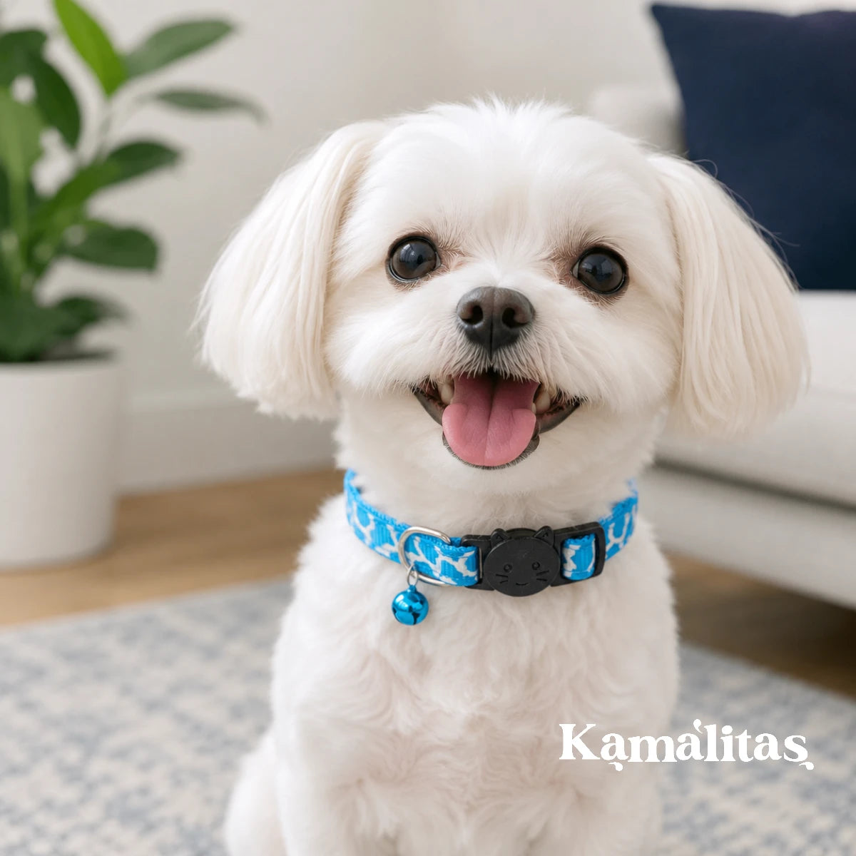 Perro pequeño usando collar animal print azul con cascabel y broche de seguridad, collar ajustable para mascotas pequeñas, disponible en Kamalitas.