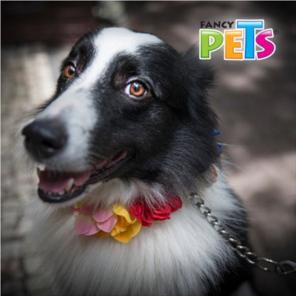 Perro Border Collie luciendo una correa de cadena Fancy Pets durante un paseo, destacando el control y resistencia.