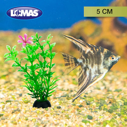 Pez Ángel nadando junto a una planta de plástico de 5cm, mostrando la escala real del producto y su uso como refugio natural.