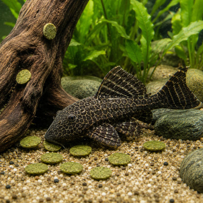 Pez limpiavidrios o pleco común buscando los discos de alga sumergidos junto a un tronco decorativo en el fondo del acuario.