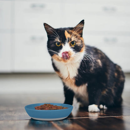 Gato de tres colores lamiéndose tras comer en el plato de bambú azul, demostrando la comodidad del diseño bajo y ancho para su alimentación.