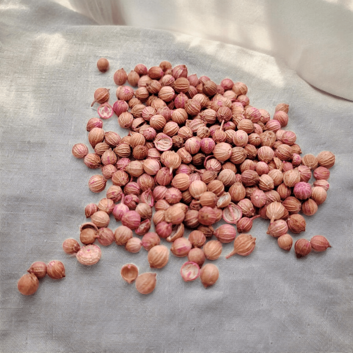 semillas de cilantro listo para sembrar en casa o huerto urbano