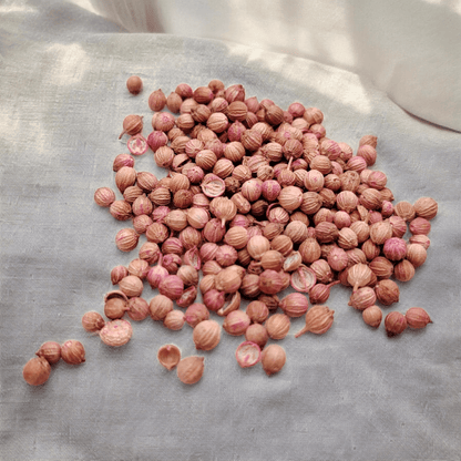 semillas de cilantro listo para sembrar en casa o huerto urbano