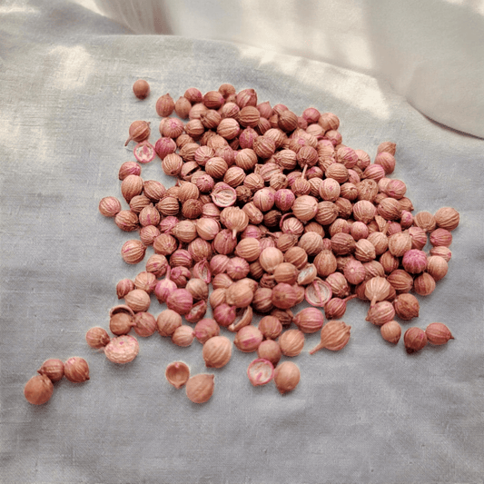 semillas de cilantro listo para sembrar en casa o huerto urbano