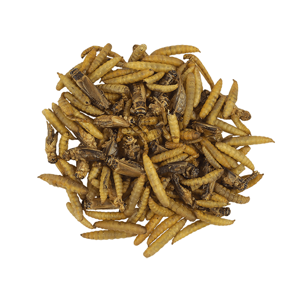 Mezcla de insectos para reptiles