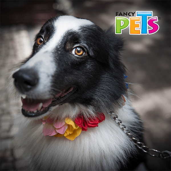 Correa con cadena metálica de 4mm
