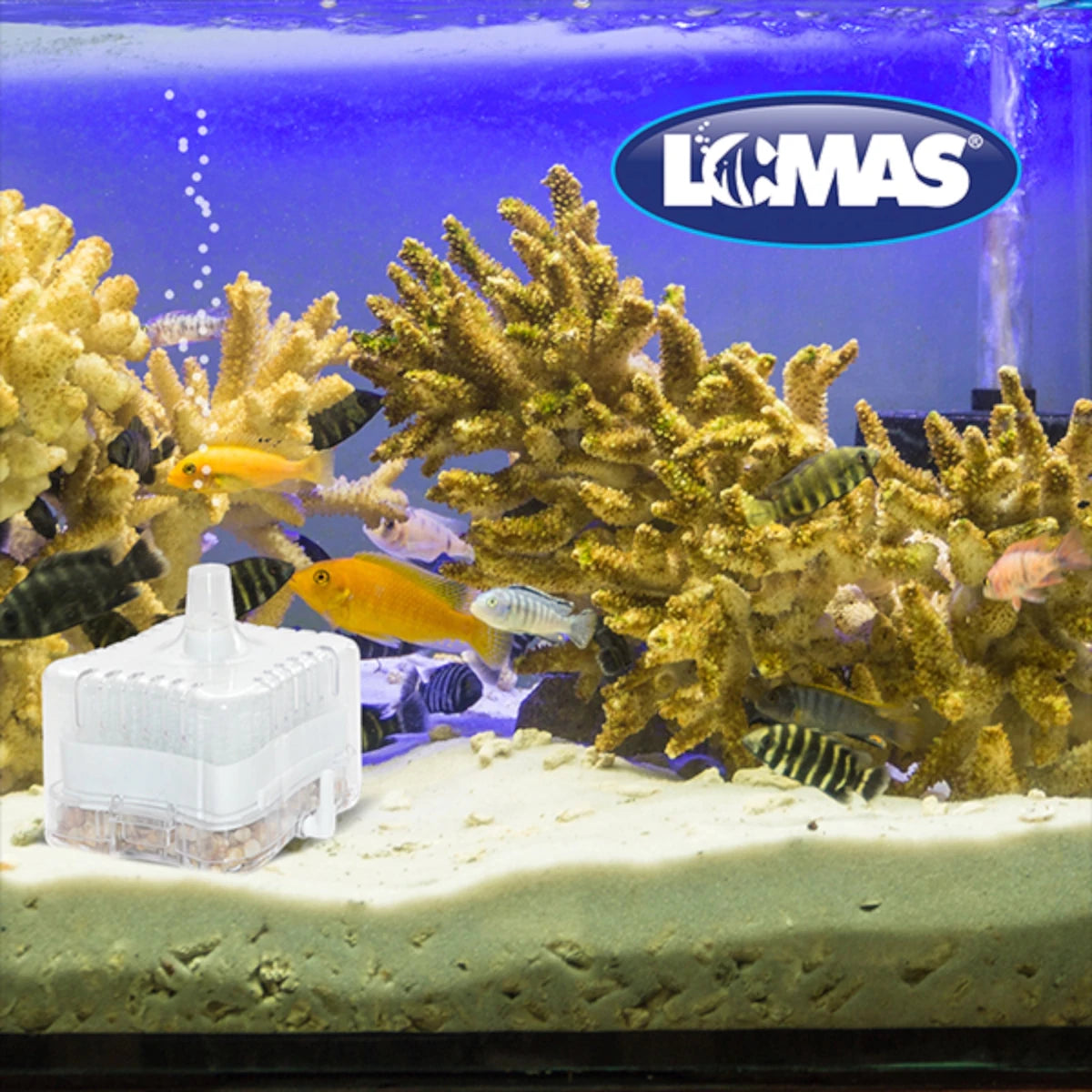 Filtro de caja AquaJet 25 instalado en un acuario con peces pequeños, mostrando su diseño transparente que evita la succión de especies