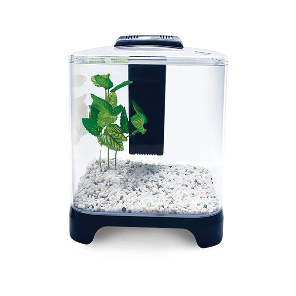 Acuario Mini 6 Litros