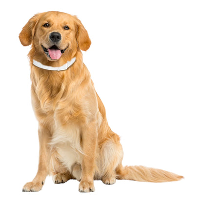 Perro de raza Golden Retriever luciendo el collar antipulgas blanco de Medical Solutions, demostrando su ajuste cómodo y protección estética.