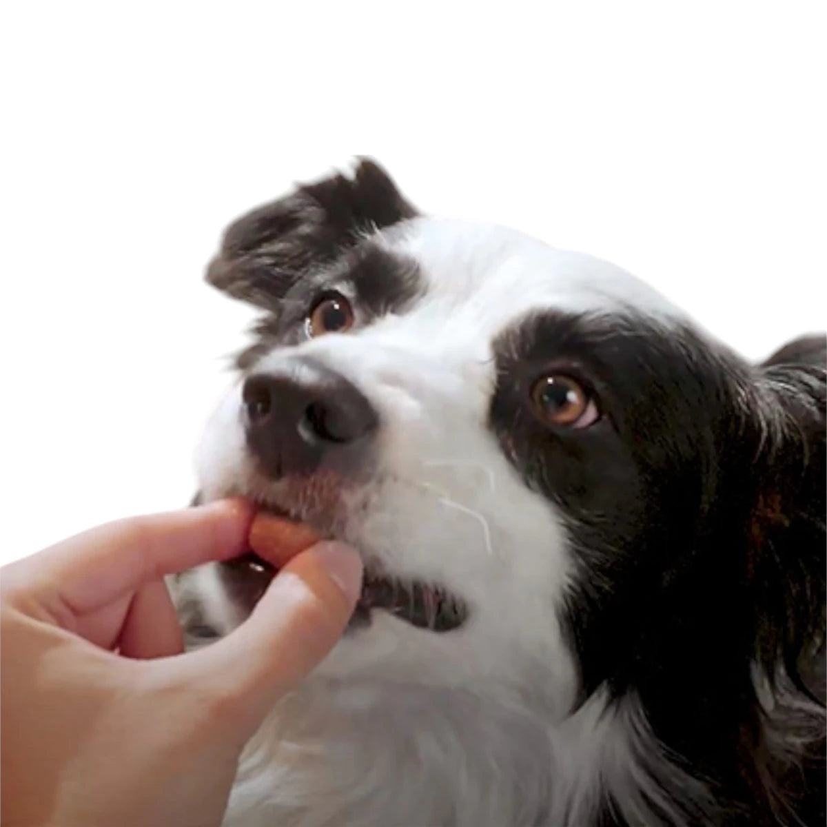 Perro de raza Border Collie aceptando voluntariamente la tableta masticable sabor carne de NexGard Spectra.