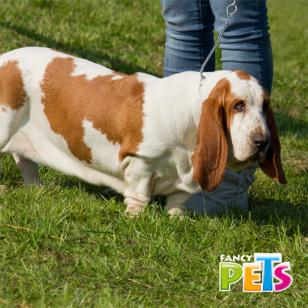 Collar de entrenamiento  2mm
