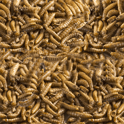 Snack de Larva de Mosca Soldado Redkite 30g para Pequeños Mamíferos