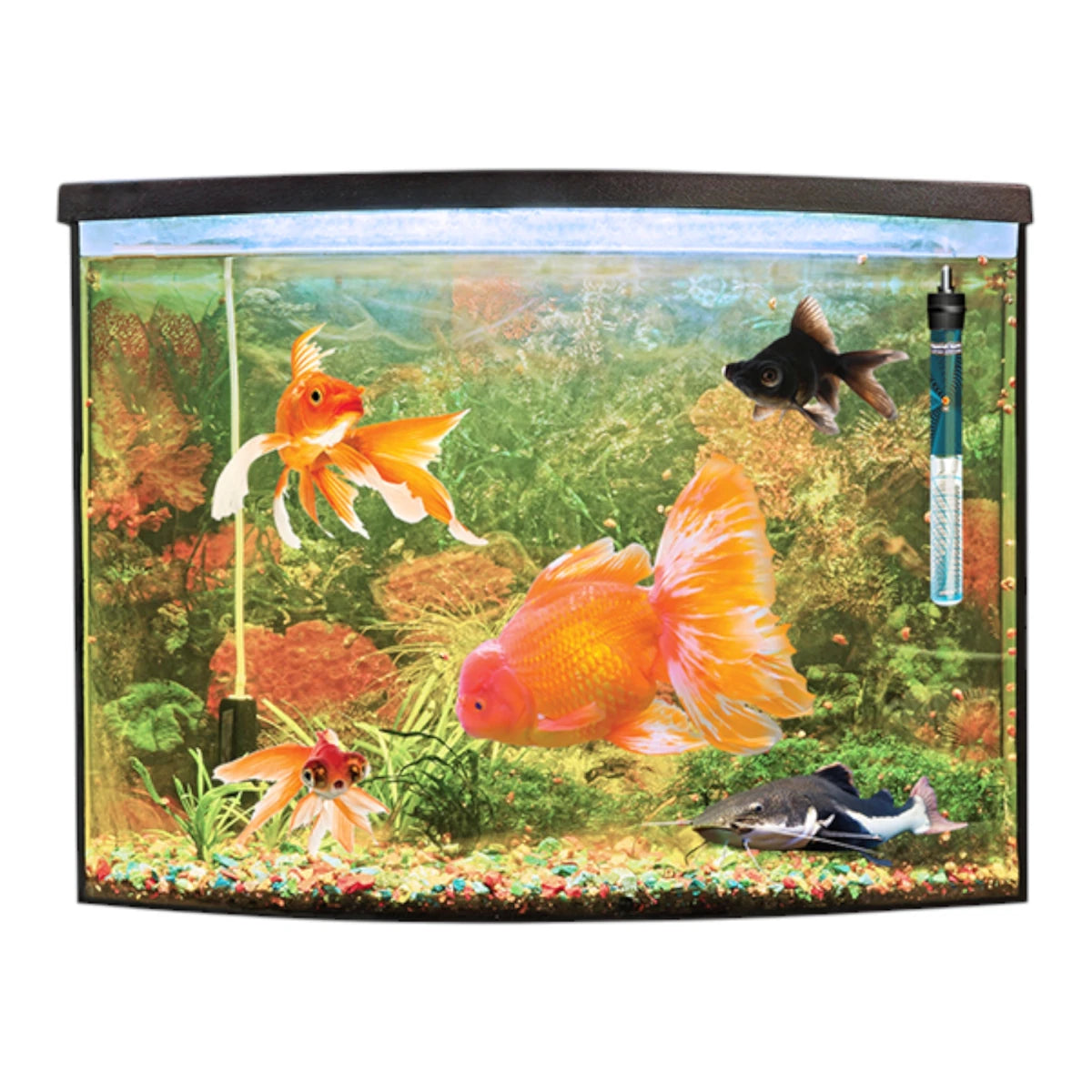 Acuario con peces de colores mostrando el uso del calentador Thermojet Lomas instalado en el cristal