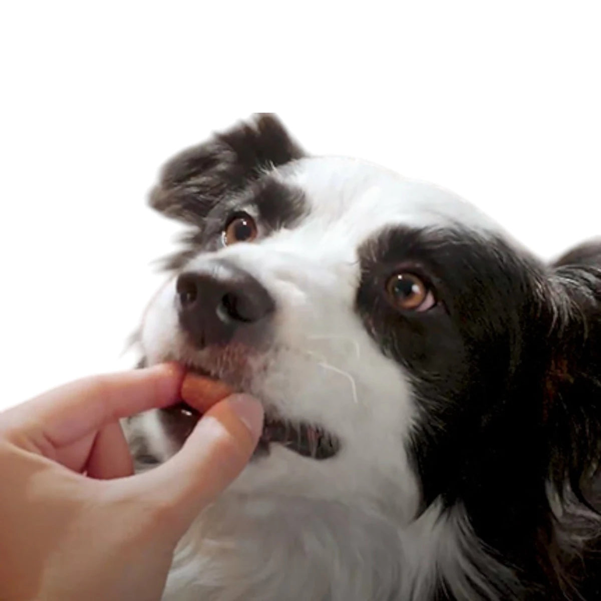 Perro aceptando fácilmente la tableta masticable de Nexgard Spectra durante la administración del antipulgas.
