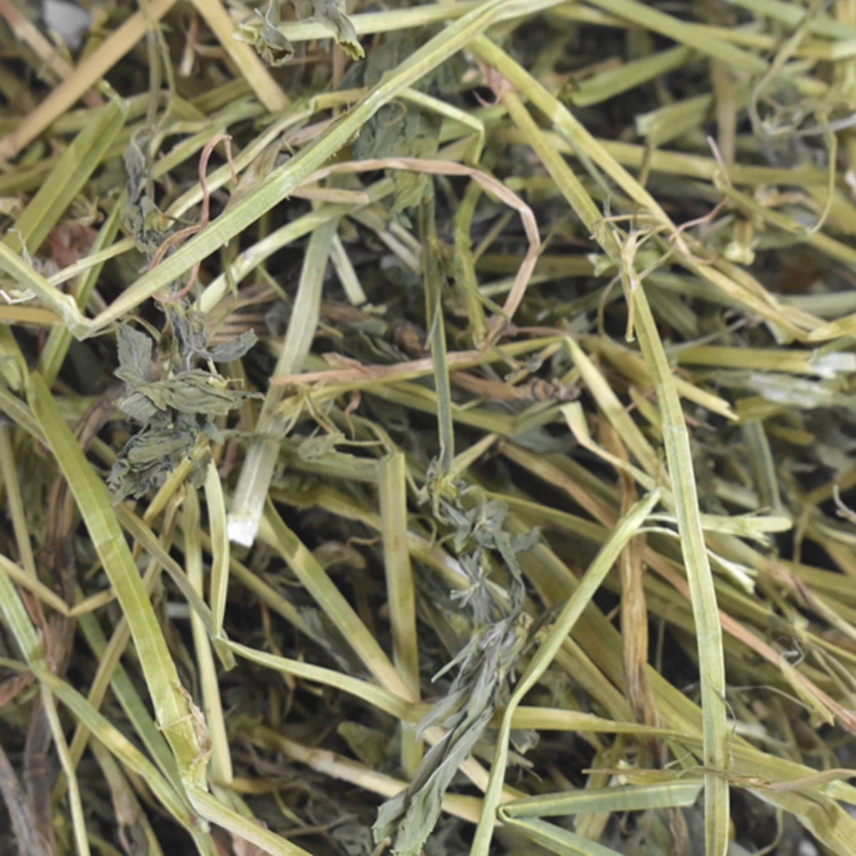 Conejo comiendo heno de alfalfa RedKite, ideal para crecimiento y digestión saludable