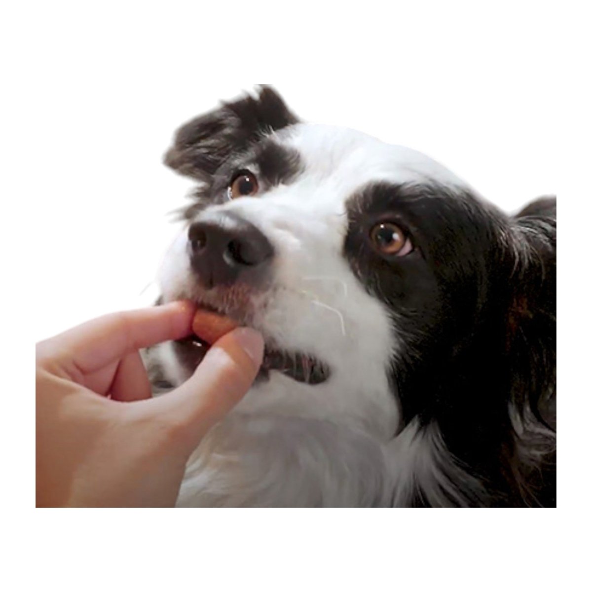 Perro pequeño comiendo la tableta Bravecto 1M Triple para protegerse de parásitos