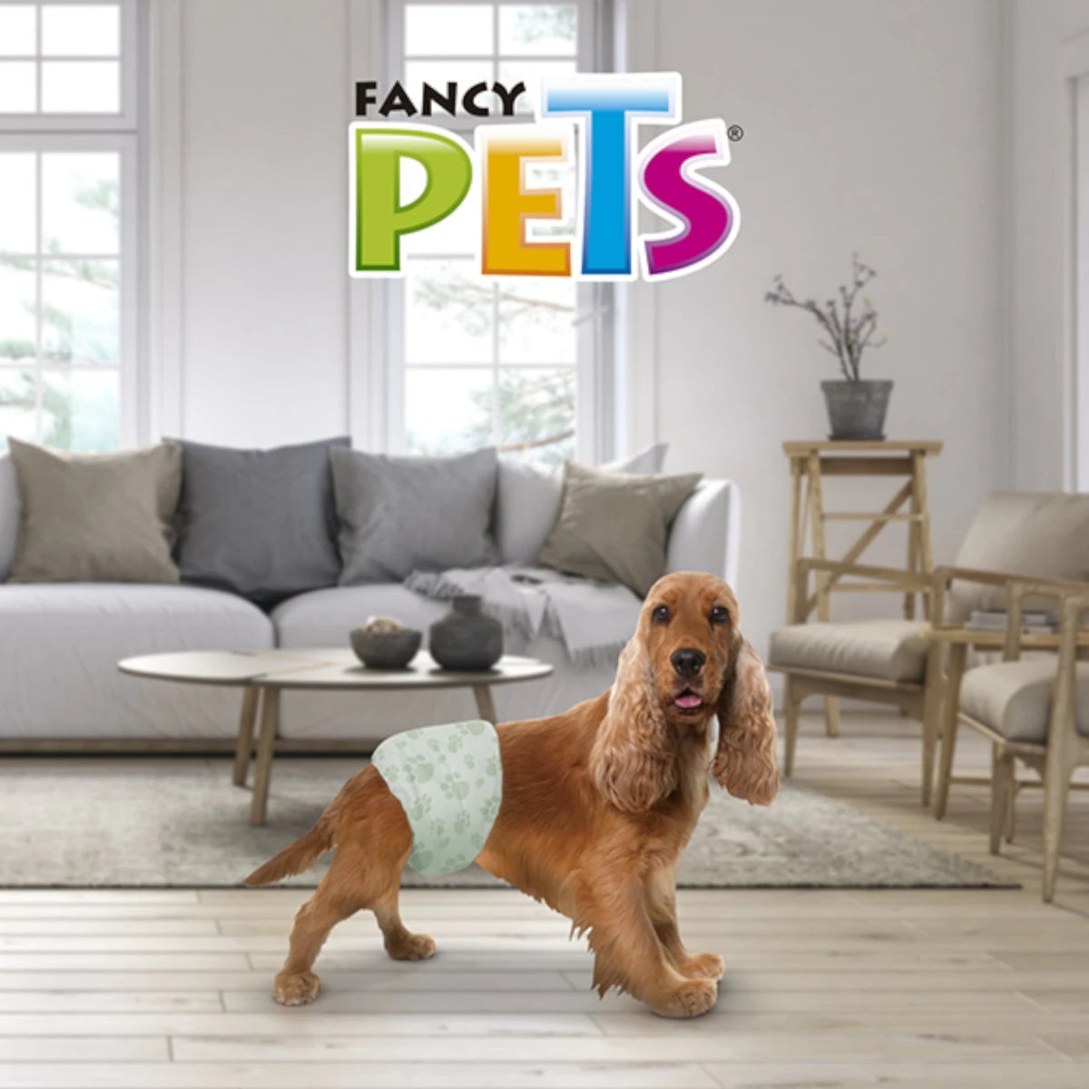 Perro de raza Cocker Spaniel usando el pañal Dry Pet para machos en una sala, demostrando comodidad y ajuste anatómico.