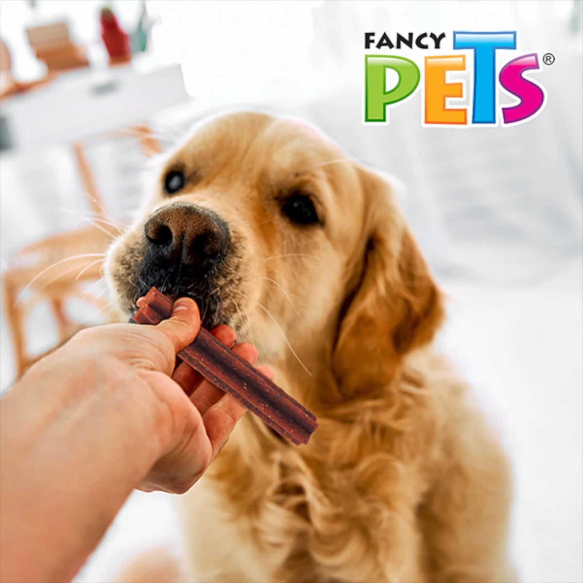 Perro Golden Retriever recibiendo un Yummy Stick de pollo con tocino como premio para ejercitar su mandíbula y liberar energía.