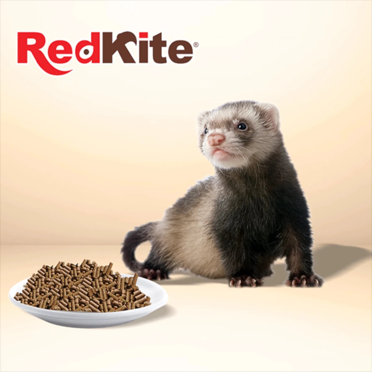 Hurón junto a plato blanco lleno de croquetas RedKite, alimento balanceado con proteína animal para una nutrición completa.