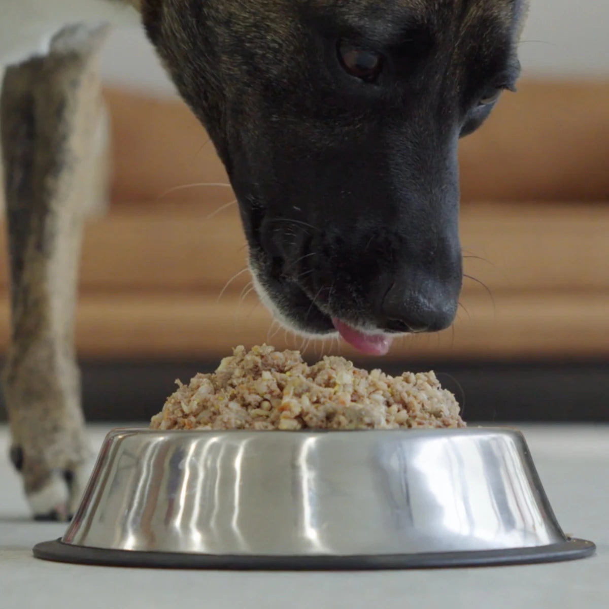 Perrio disfrutando del alimento horneado TRUF