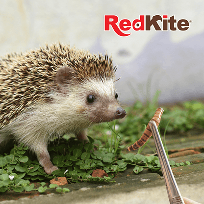 Snack de Larva de Mosca Soldado Redkite 30g para Pequeños Mamíferos