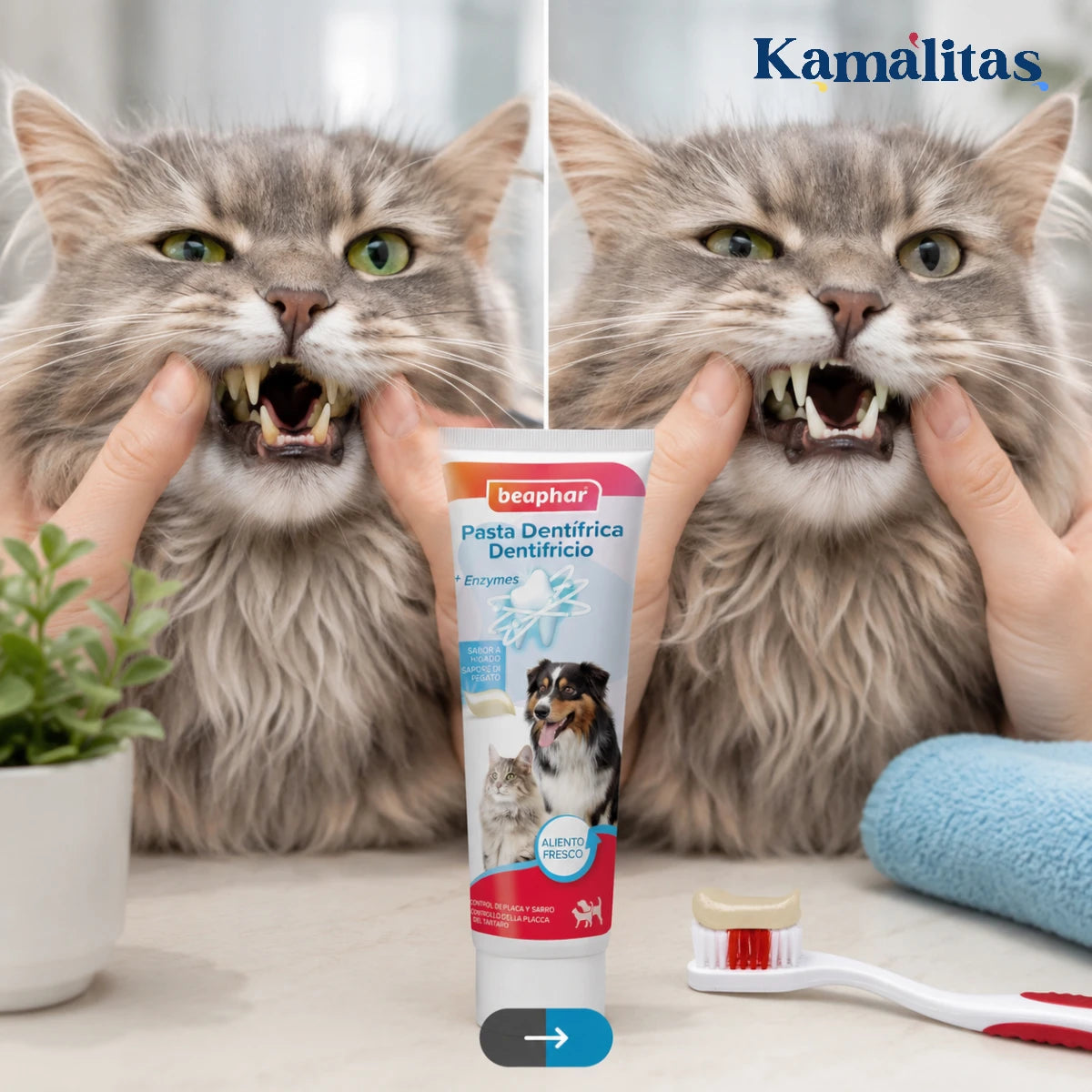 Demostración de dientes limpios en un gato gris junto al tubo de pasta dental Beaphar sabor hígado y un cepillo de dientes.