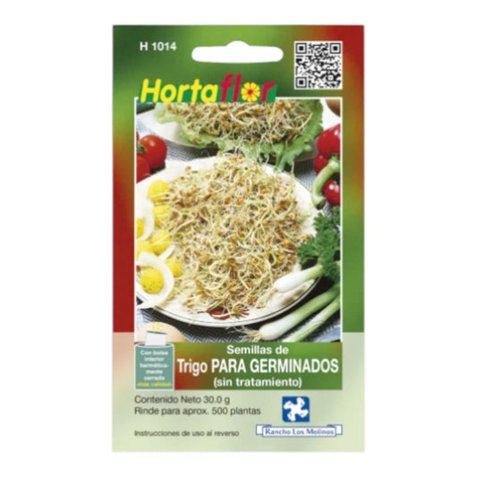 Sobre de semillas de trigo seleccionadas para germinación rápida en casa.