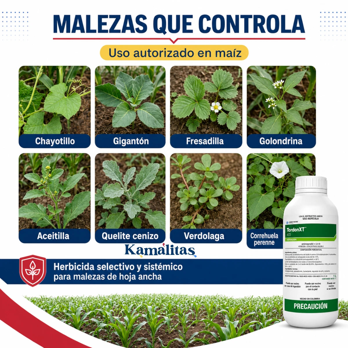Malezas que controla Tordon XT 472 en maíz, como chayotillo, gigantón, fresadilla, golondrina, aceitilla, quelite cenizo, verdolaga y correhuela