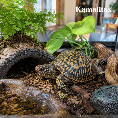 Tortuga de caja mexicana caminando en su terrario con plantas verdes, junto a palitos de alimento Lomas Reptile Sticks esparcidos en el suelo.