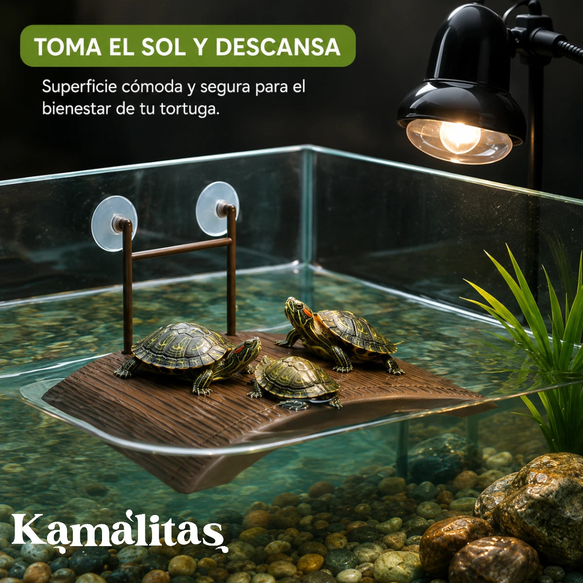 Tres pequeñas tortugas de orejas rojas descansando y absorbiendo calor bajo una lámpara de foco infrarrojo sobre la plataforma flotante Lomas en un acuario con agua limpia, en Kamalitas.