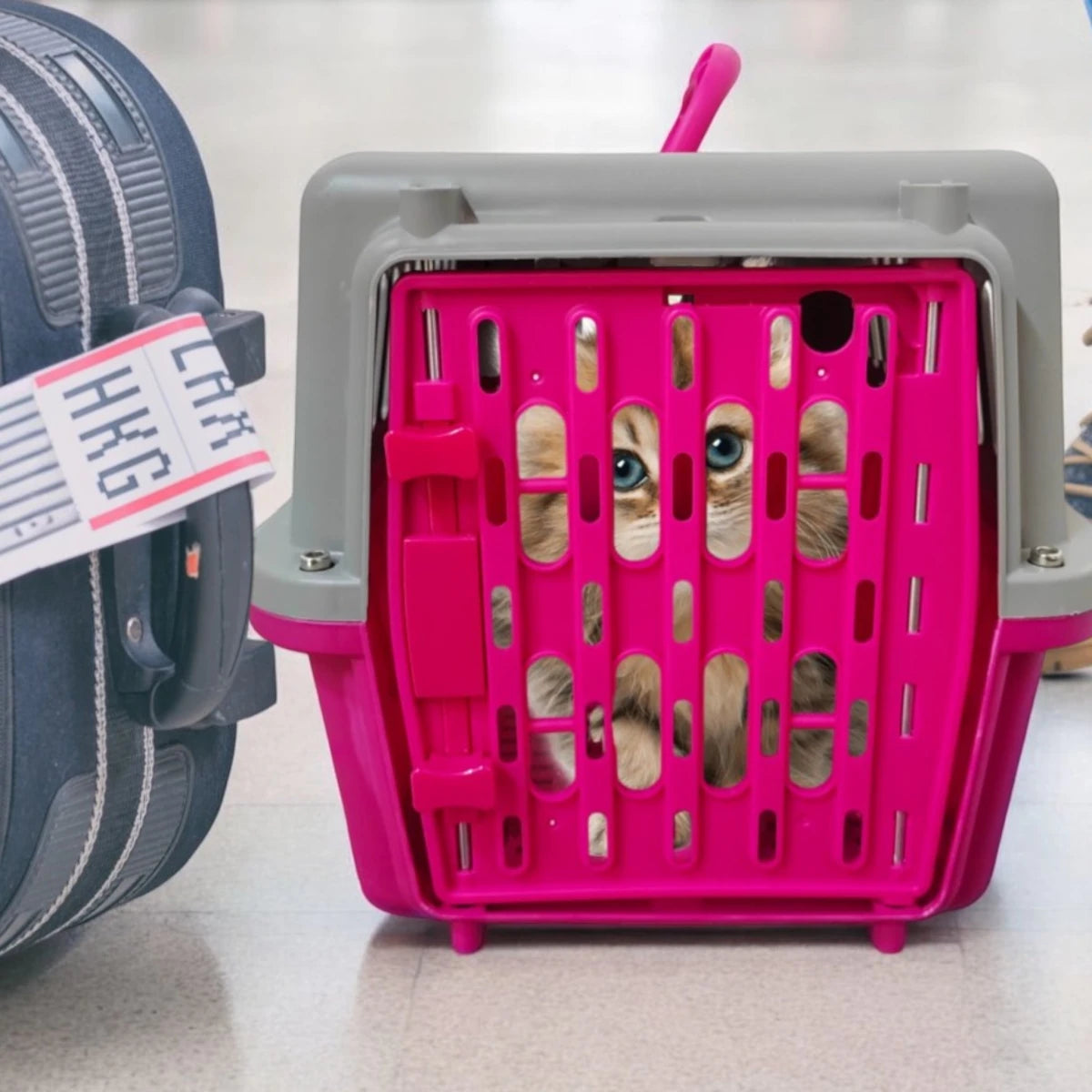 Gato viajando tranquilo dentro de la transportadora Ocean Pets durante un traslado