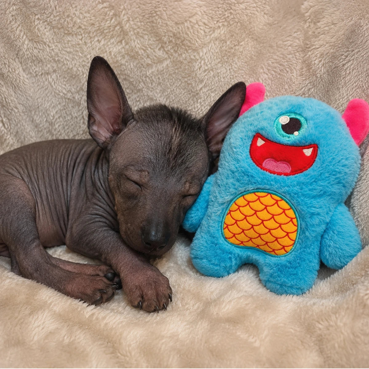 xoloescuincle  cachorro durmiendo calidamente al lado del peluche monster blue de sunny.
